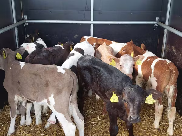 Бик, Simmental cattle