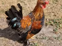 Chickens — الصورة 7