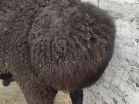 Widder, Hissar sheep — Foto 2