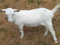 Ешкі, Alpine goat — 3-сурет