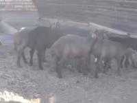 Ram, Arabi sheep — photo 3