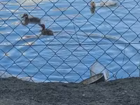 pato criollo doméstico — foto 5