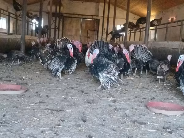 Turkeys