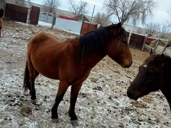 At, Kazakh horse