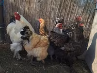 Chickens — 照片 7