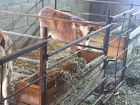 Сиыр, Swiss cattle — 3-сурет