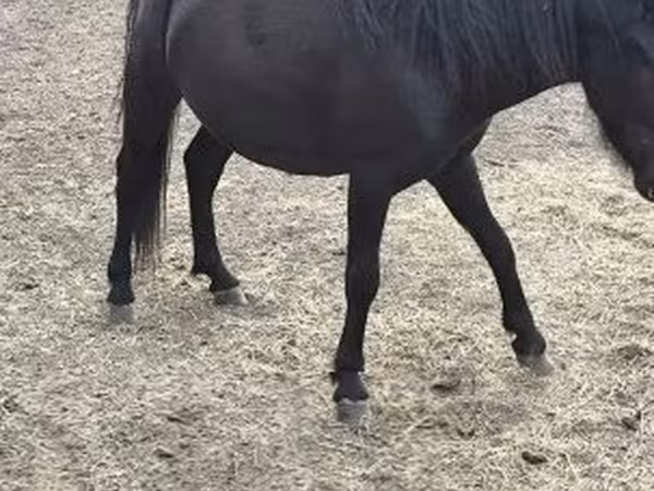 Égua, Cavalos — Hungria