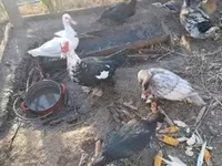 Ducks — foto 1