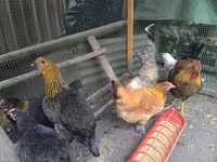 Chickens — fotografija 3