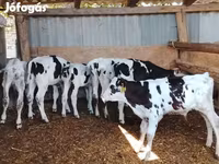 雄牛, Russian Black pied cattle — 写真 2
