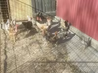 duńska kura — zdjęcie 3