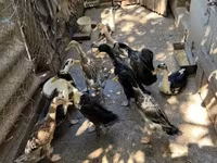 إنديان رانر — الصورة 2
