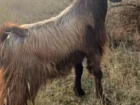Ziege, Ziegen — Foto 8
