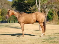At, Quarter Horse — foto 1