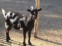 Goat, Nigerian dwarf goats — photo 2