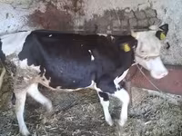 İnək, Russian Black pied cattle — foto 1