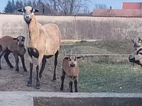 Schaf, Cameroon sheep — Foto 1