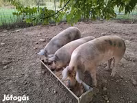 Boar, Pigs — photo 2