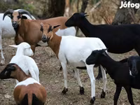 Sheep, Cameroon sheep — photo 1