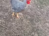 Chickens — photo 2