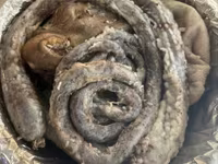 羊（ロット、性別未指定）, 羊 — 写真 5