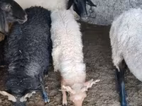 Widder, Tsigai sheep — Foto 1