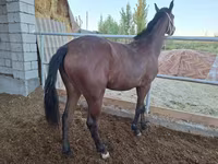 Égua, Kazakh horse — foto 5