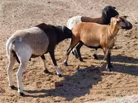 Ovca, Cameroon sheep — fotografija 3