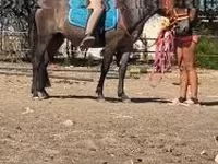 Kobila, Hucul pony — fotografija 5