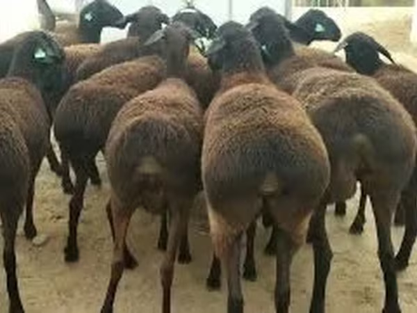 Bélier, Moutons