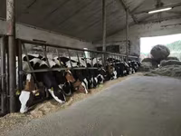 Bik, Russian Black pied cattle — fotografija 2