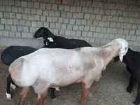 Ovan, Edilbay sheep — fotografija 1