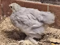 Pekinška bantam — fotografija 1