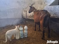 母牛, Cattle — 照片 3