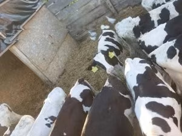 公牛, Russian Black pied cattle