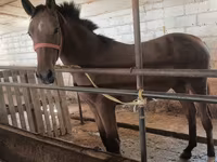 Kobila, Thoroughbred horse — fotografija 1