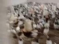Chickens — fotografija 4