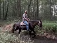 Pastuv, Rocky Mountain Horse — fotografija 2
