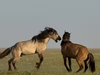 Pastuv, Bashkir horse — fotografija 3