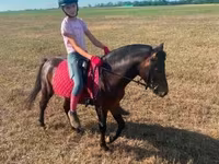 Caballo, Caballos — foto 2