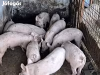 公猪, Pigs — 照片 2