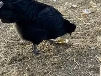 Chickens — fotografija 3