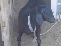 Baran, Owce — zdjęcie 2