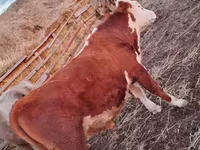 Бұқа, Simmental cattle — 5-сурет