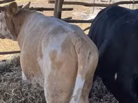 Byk, Simmental cattle — zdjęcie 2
