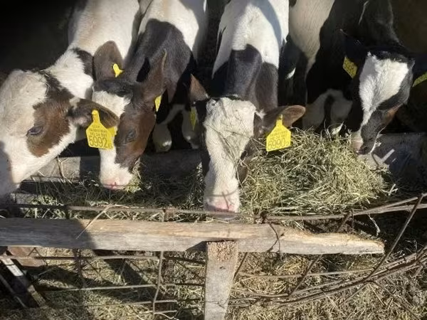 Bull, Simmental cattle