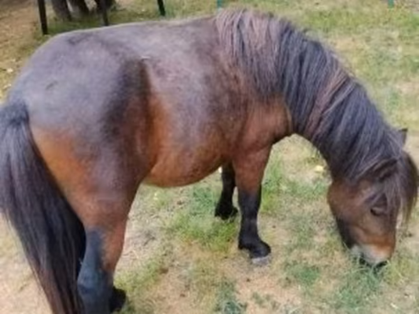 Horse (M), Shetland Pony