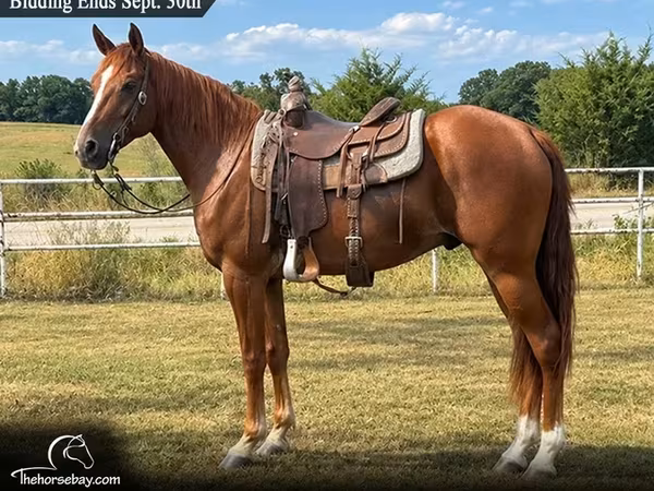 Pastuv, Missouri foxtrotter