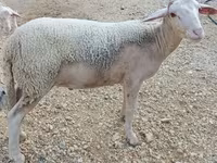Carneiro, Luzein sheep — foto 2