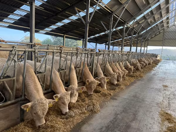 Bulle, Charolais cattle